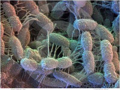 common soil bacteria
